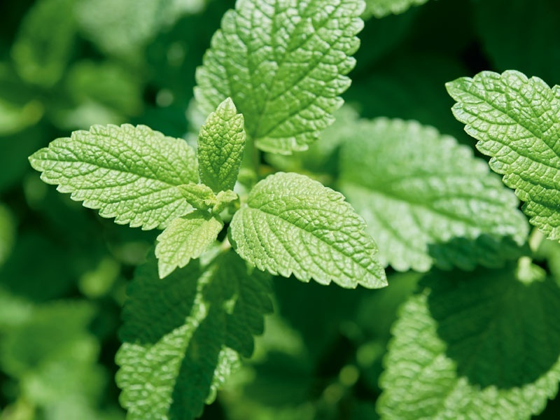 美国柠檬香蜂草到底有没有用？焦虑、失眠、血脂——三项证据盘点